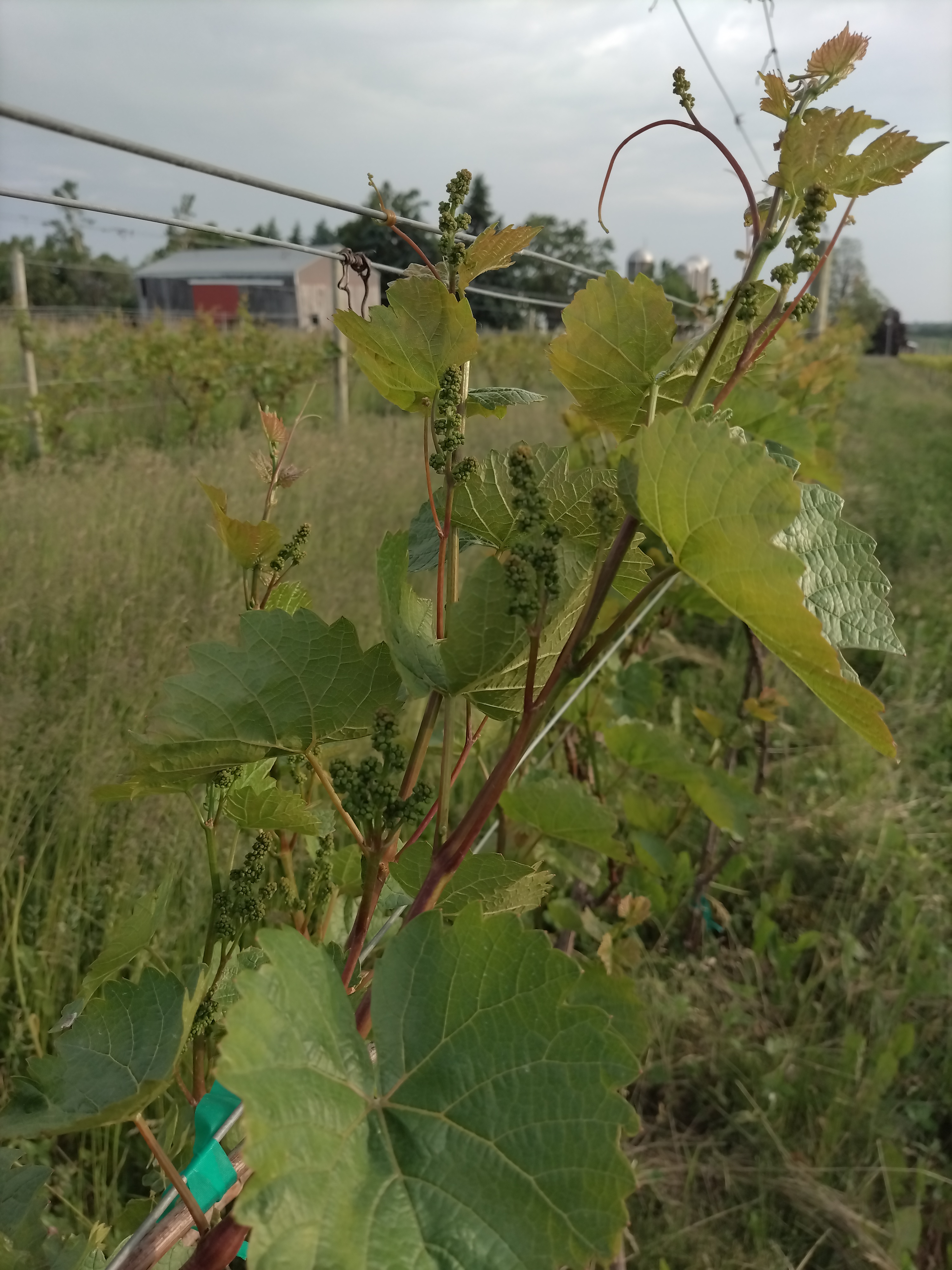 L&rsquo;Acadie blanc grape vines.